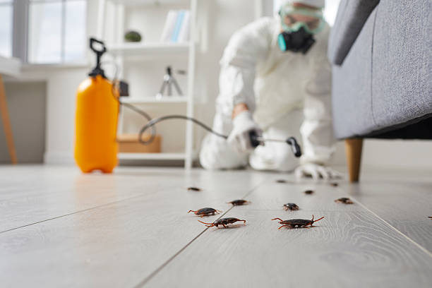 Post-Treatment Bed Bug Interceptor Monitoring in Vauxhall